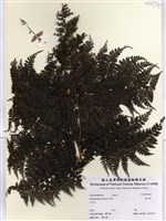 藏品(稀子蕨)的圖片